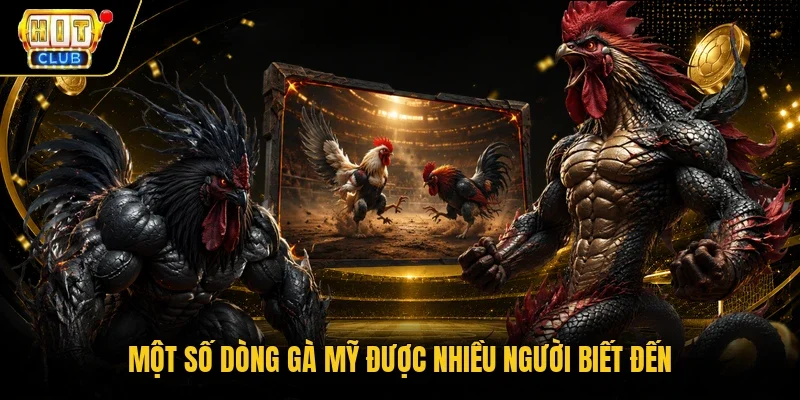Một số dòng gà Mỹ được nhiều người biết đến